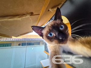 Apartamento - Saguaçu - Joinville