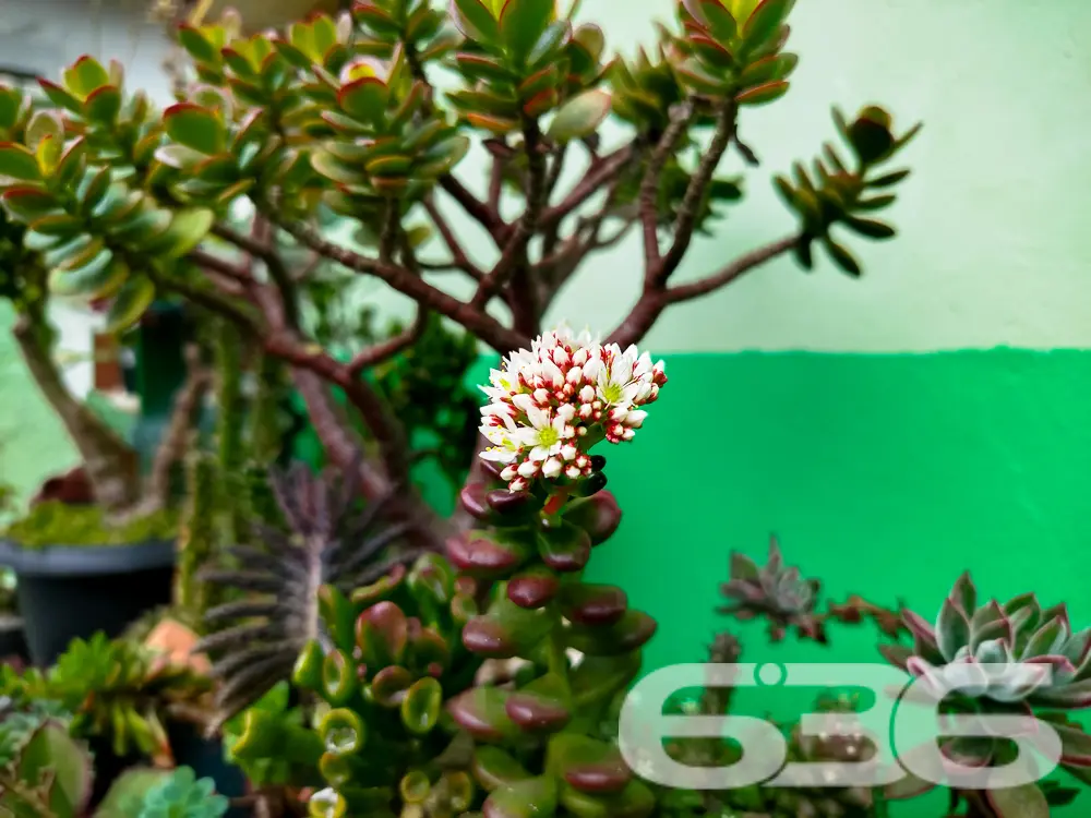 Residência Térrea em Balneário Barra do Sul – Cost